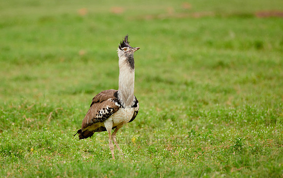 kori bustard (Ardeotis kori struthiunculus)
