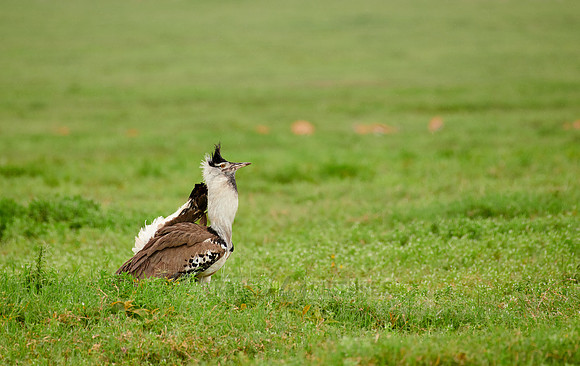 kori bustard (Ardeotis kori struthiunculus)
