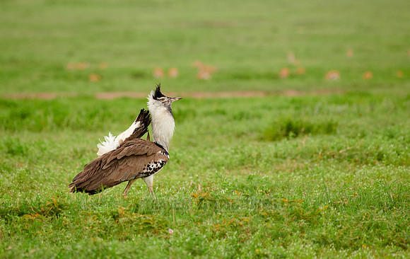 kori bustard (Ardeotis kori struthiunculus)
