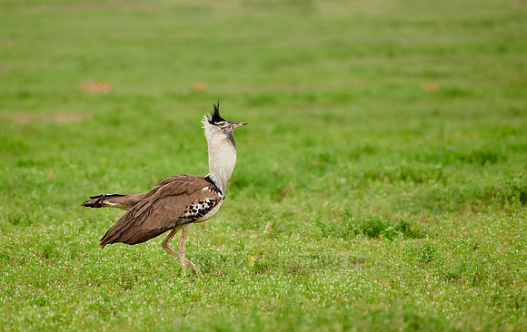 kori bustard (Ardeotis kori struthiunculus)