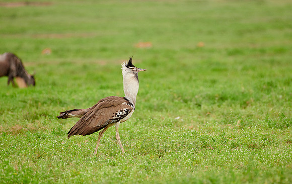 kori bustard (Ardeotis kori struthiunculus)