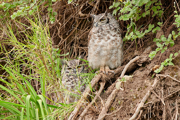 spotted eagle-owl (Bubo africanus)