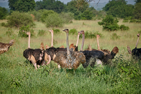 Ostrich, Struthio camelus