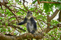 Blue monkey (Cercopithecus mitis)
