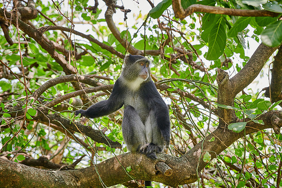 Blue monkey (Cercopithecus mitis)