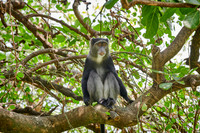 Blue monkey (Cercopithecus mitis)