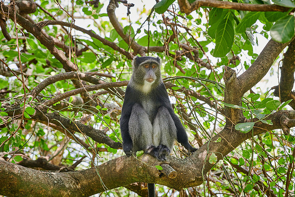 Blue monkey (Cercopithecus mitis)