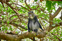 Blue monkey (Cercopithecus mitis)