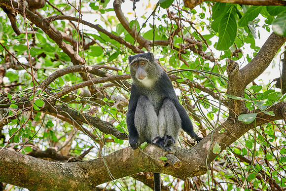 Blue monkey (Cercopithecus mitis)
