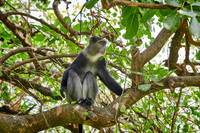 Blue monkey (Cercopithecus mitis)
