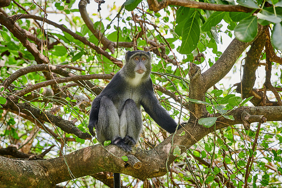Blue monkey (Cercopithecus mitis)