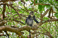 Blue monkey (Cercopithecus mitis)