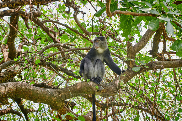Blue monkey (Cercopithecus mitis)
