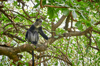 Blue monkey (Cercopithecus mitis)