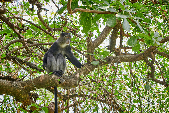 Blue monkey (Cercopithecus mitis)