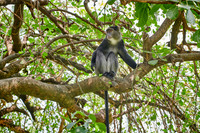 Blue monkey (Cercopithecus mitis)