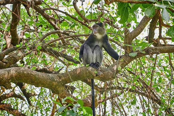Blue monkey (Cercopithecus mitis)