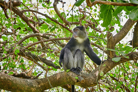 Blue monkey (Cercopithecus mitis)