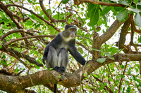 Blue monkey (Cercopithecus mitis)