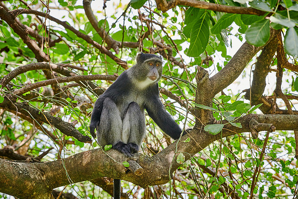 Blue monkey (Cercopithecus mitis)