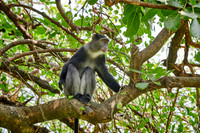 Blue monkey (Cercopithecus mitis)
