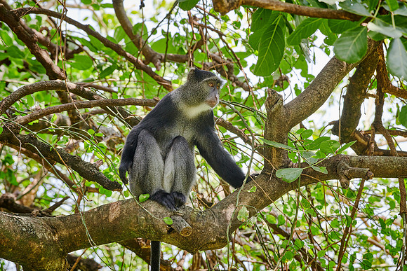 Blue monkey (Cercopithecus mitis)