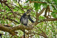 Blue monkey (Cercopithecus mitis)