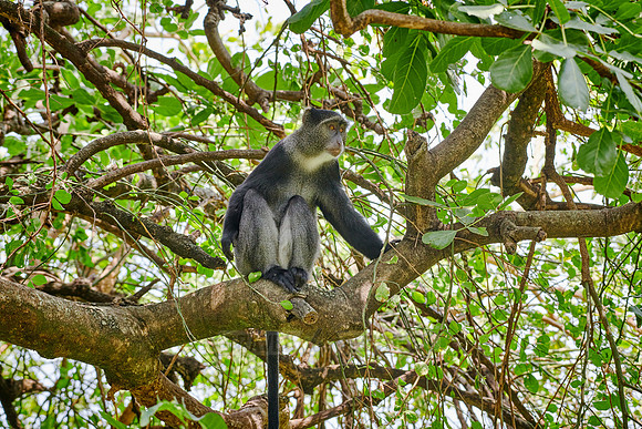 Blue monkey (Cercopithecus mitis)