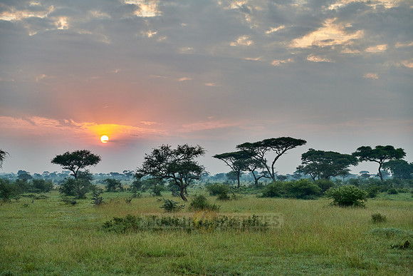 landscape with sunrise in Serengeti