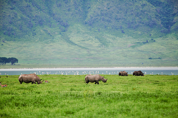 black rhinoceros or hook-lipped rhinoceros (Diceros bicornis)