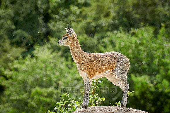 Klipspringer antelope (Oreotragus oreotragus)