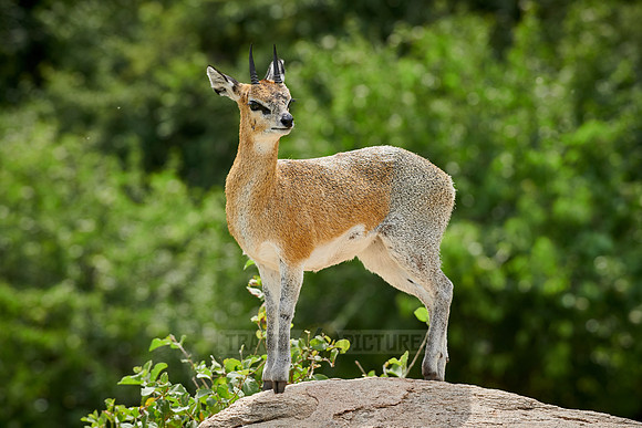 Klipspringer antelope (Oreotragus oreotragus)