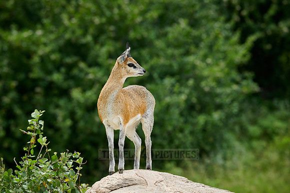 Klipspringer antelope (Oreotragus oreotragus)