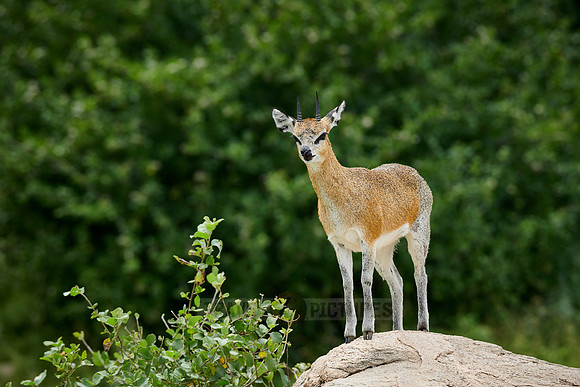 Klipspringer antelope (Oreotragus oreotragus)