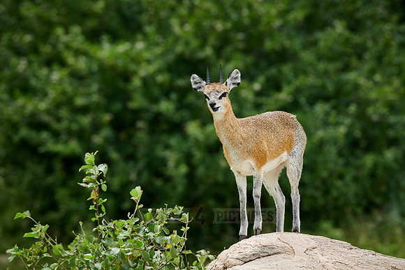 Klipspringer antelope (Oreotragus oreotragus)