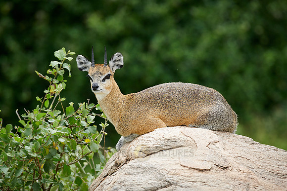 Klipspringer antelope (Oreotragus oreotragus)