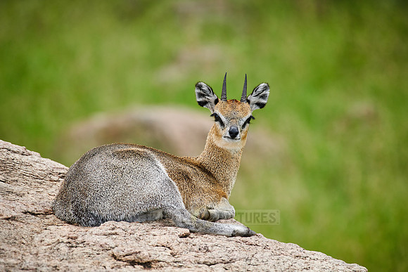 Klipspringer antelope (Oreotragus oreotragus)