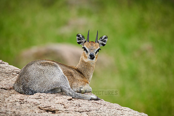 Klipspringer antelope (Oreotragus oreotragus)