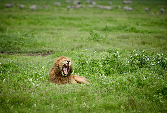 yawning huge male lion (Panthera leo)