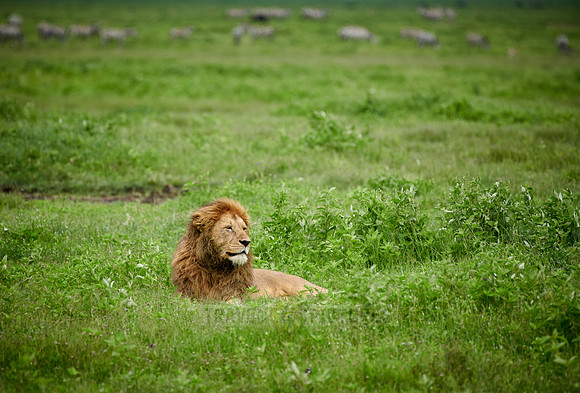 huge male lion (Panthera leo)