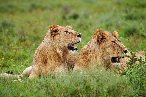 two younger male lion (Panthera leo)