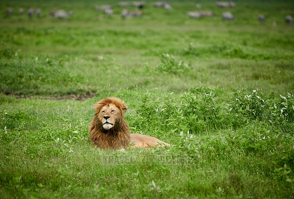 huge male lion (Panthera leo)
