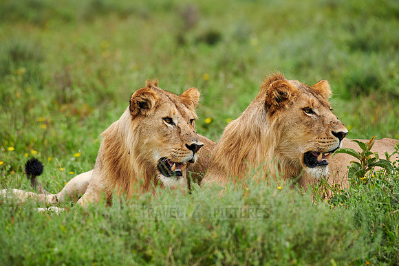 two younger male lion (Panthera leo)