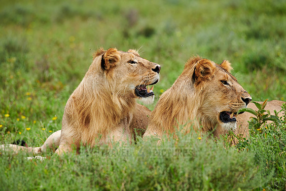two younger male lion (Panthera leo)