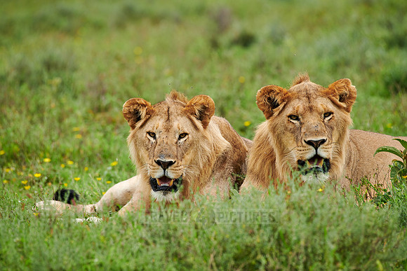 two younger male lion (Panthera leo)