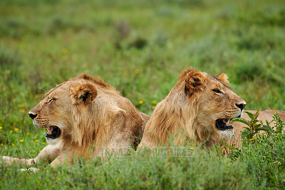 two younger male lion (Panthera leo)