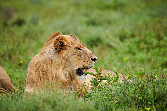 younger male lion (Panthera leo)