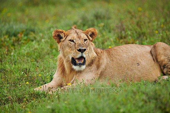 younger male lion (Panthera leo)