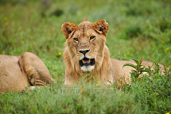 younger male lion (Panthera leo)