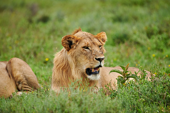 younger male lion (Panthera leo)